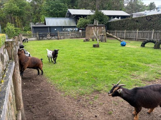 kinderboerderij